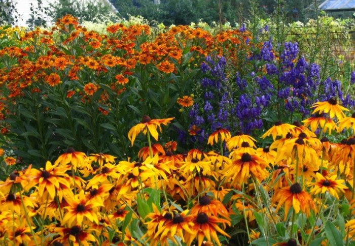 What flowers to plant in august