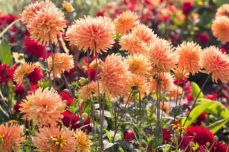 What flowers to plant in august