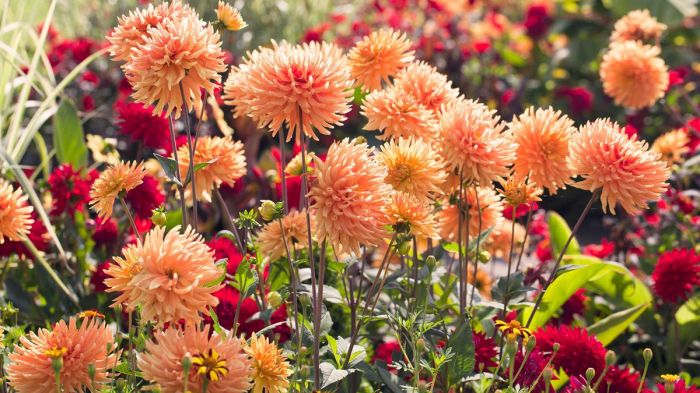 What flowers to plant in august