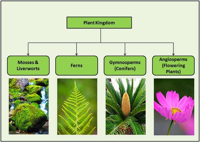 Can plant be considered flowers