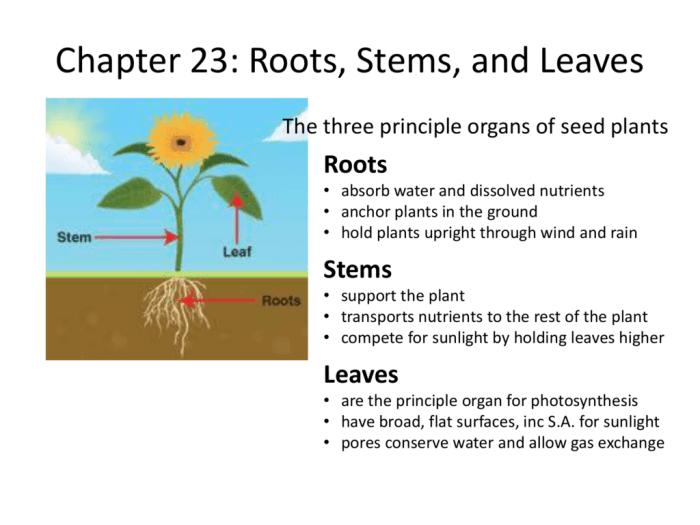 How does water make plants grow