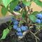 How Often to Water Blueberry Plants in Pots