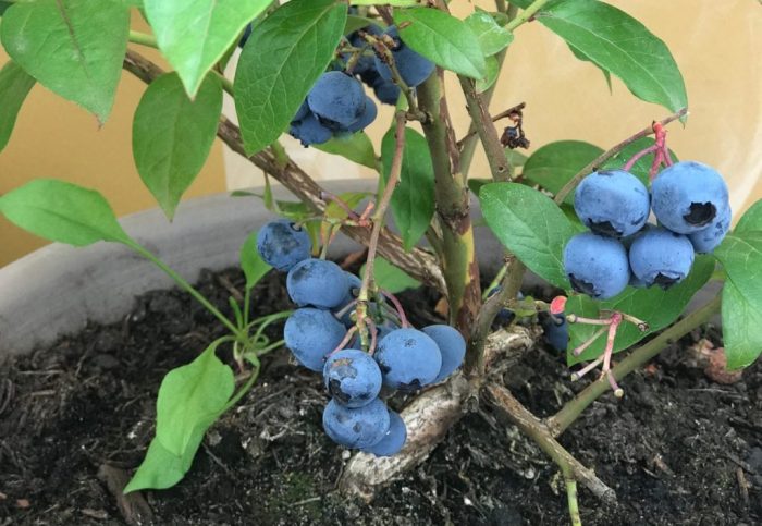 How often to water blueberry plants in pots