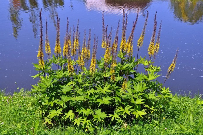 What plants like a lot of water