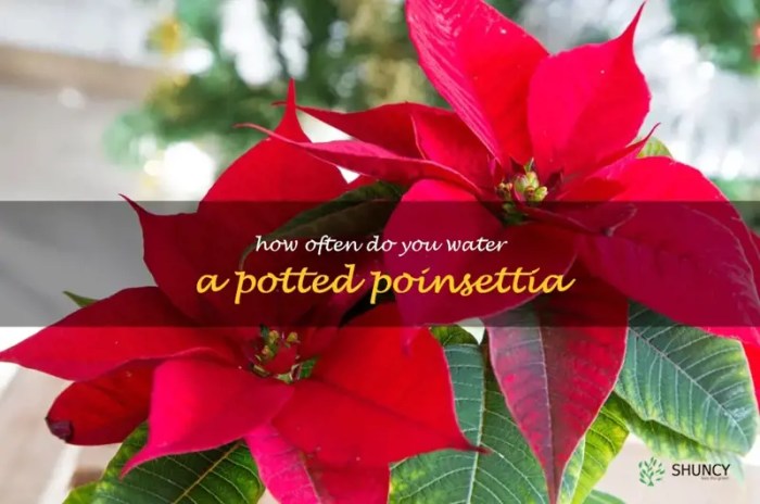 How often do i water poinsettia plants