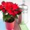 How Much Water Do Poinsettia Plants Need?