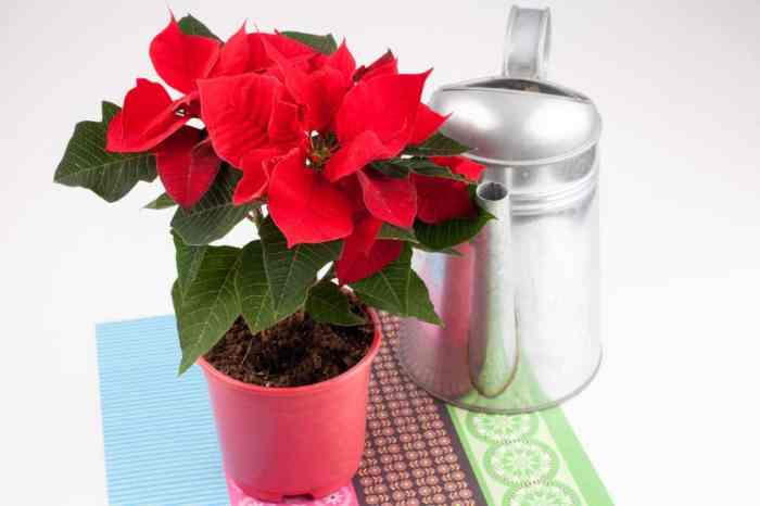 How much water do poinsettia plants need