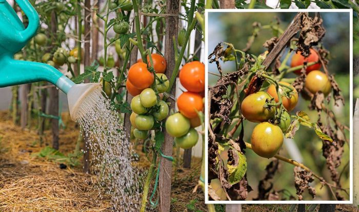 How much water does my tomato plant need