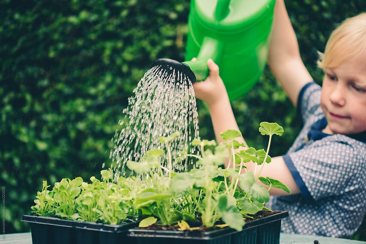 Watering stocksy sally anscombe huistaal graad lewensvaardigheid maandag wiskunde grade