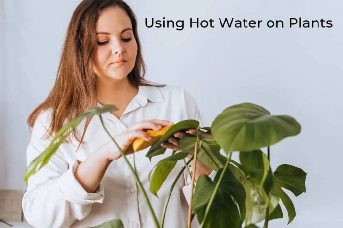 How hot is too hot to water plants