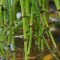 How Often Do You Water Bamboo Plants?