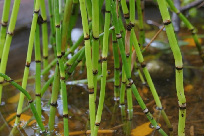 How often do you water bamboo plant