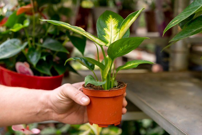 How much to water rubber plant