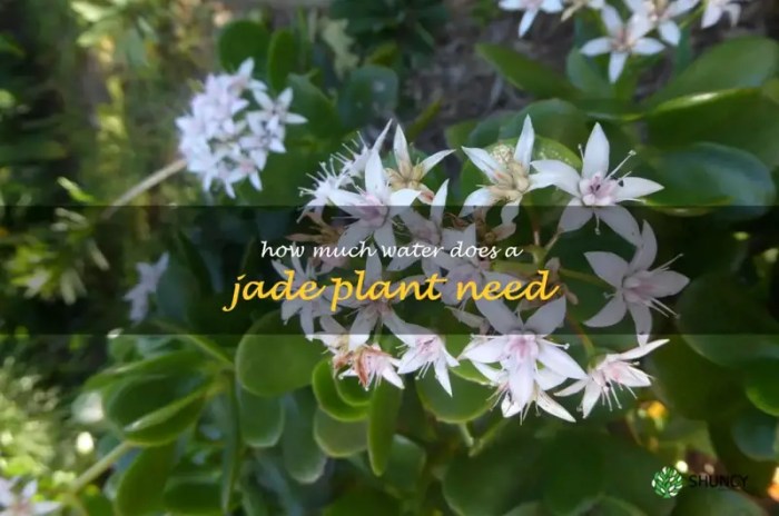 How much water do jade plants need