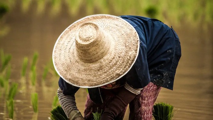 Do plants like rice water