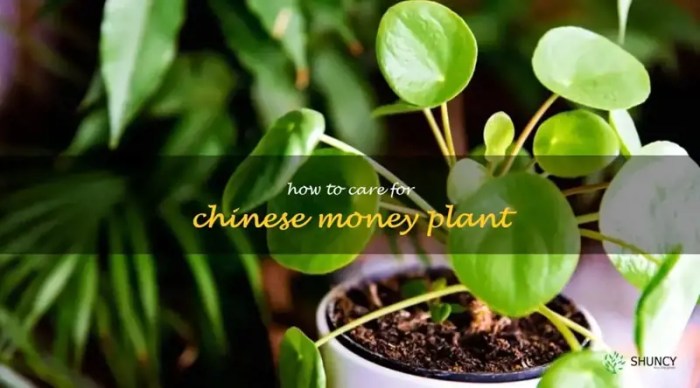 How often to water a chinese money plant