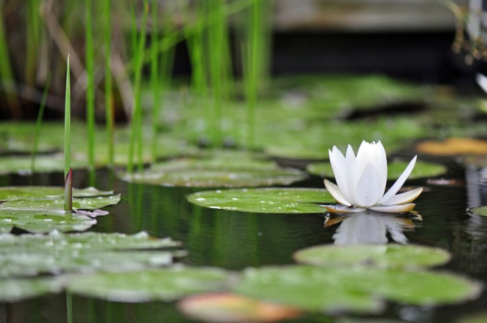 Can you water plants with soapy water