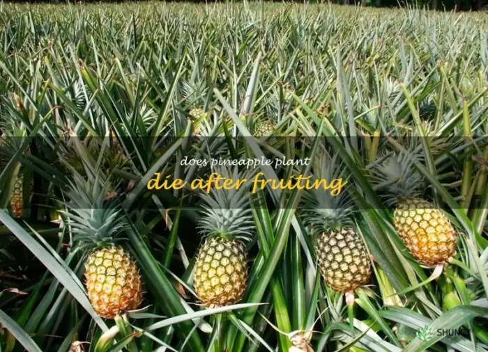 How much water does pineapple plant need