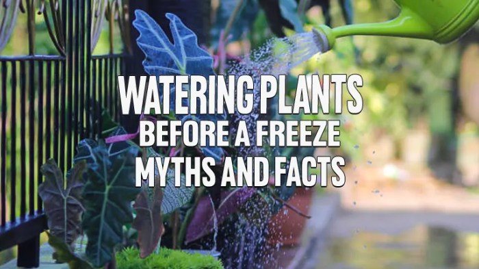 Should you water your plants before a freeze