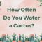 How Often to Water Cactus Plant