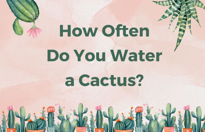 How often to water cactus plant