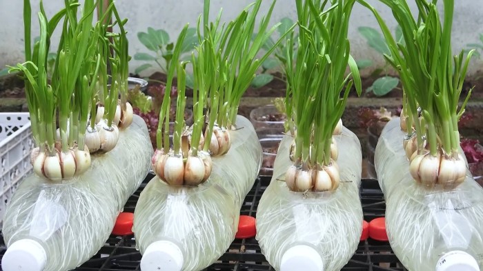 Do i water garlic after planting