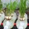 Should You Water Garlic After Planting?