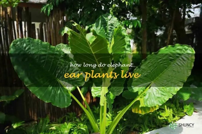 Can elephant ear plants grow in water