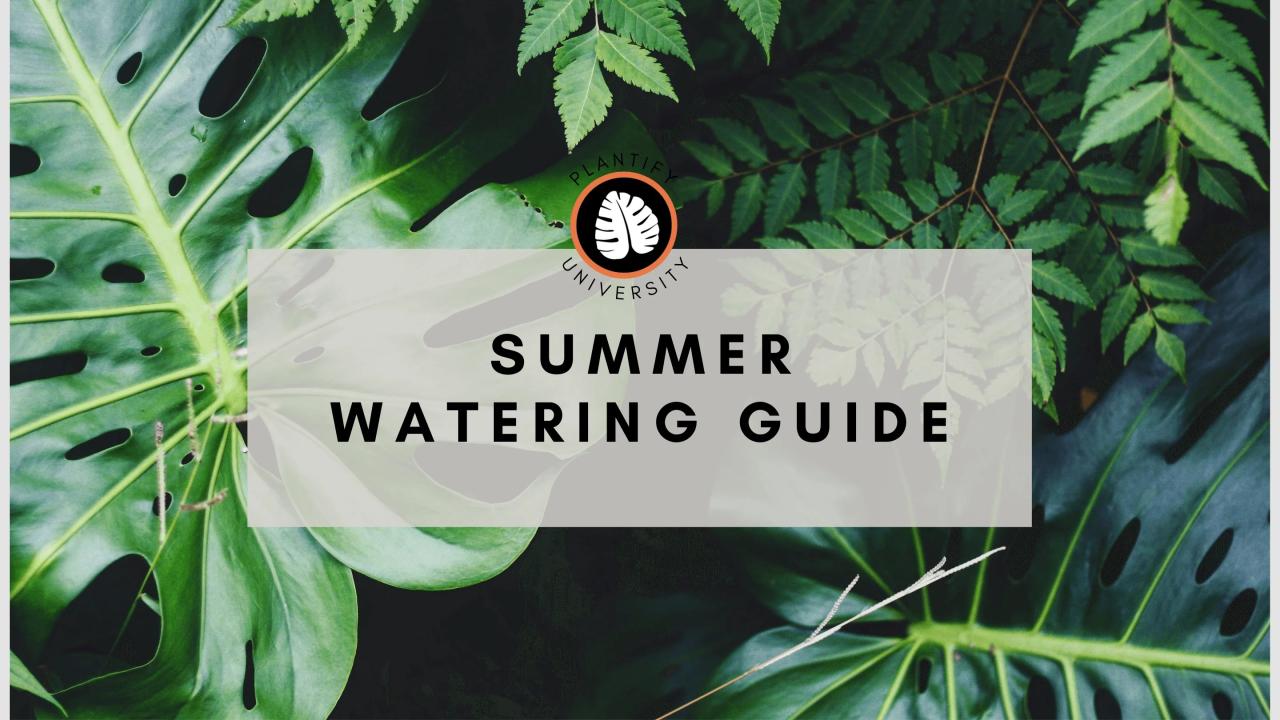 How often should you water plants in summer