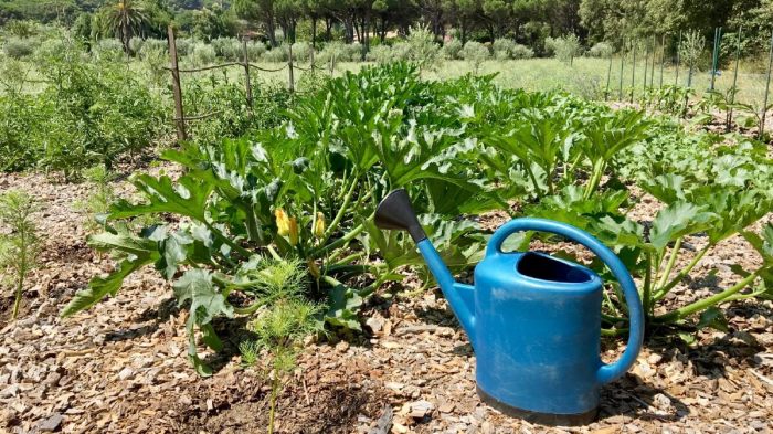 How much water for zucchini plants