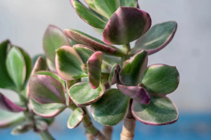 How much water do jade plants need