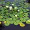 How Often to Water a Lily Plant