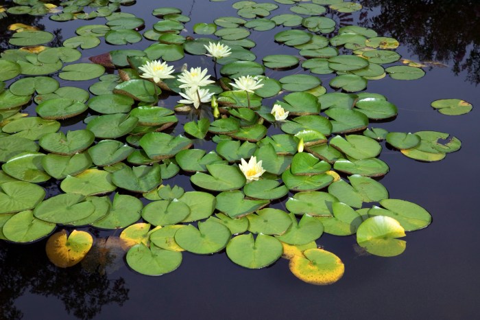 How often to water a lily plant