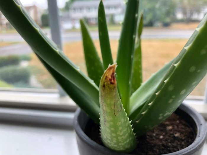 How often should you water a aloe plant