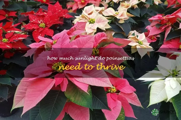 How much water do poinsettia plants need