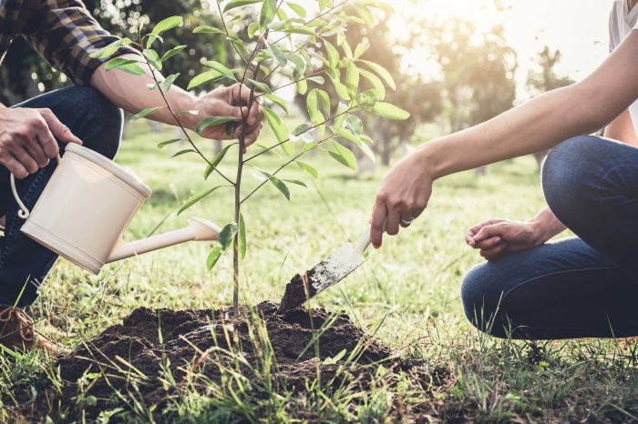 How long to water a newly planted tree