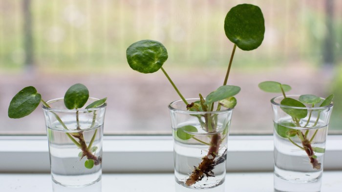 Can money plant grow in water