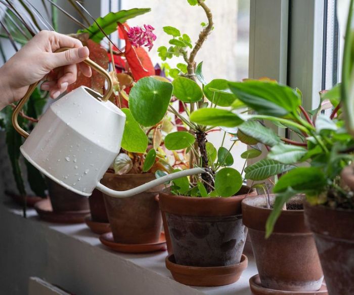 How often should i water my hanging plants