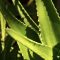 How Much Water Does Aloe Vera Plants Need?