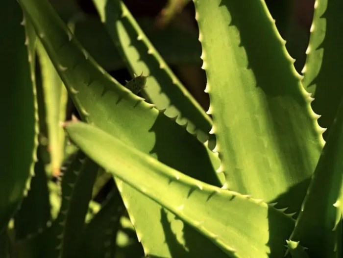 How much water does aloe vera plants need