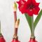 How Often to Water Amaryllis Plant