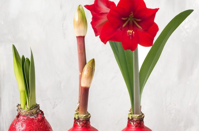 How often to water amaryllis plant