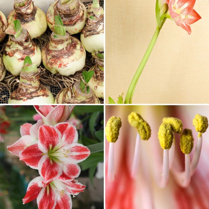 How often to water amaryllis plant