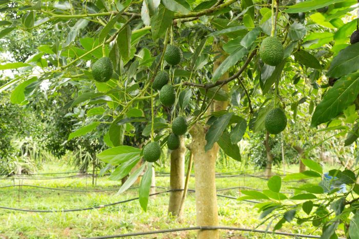 How often do you water an avocado plant