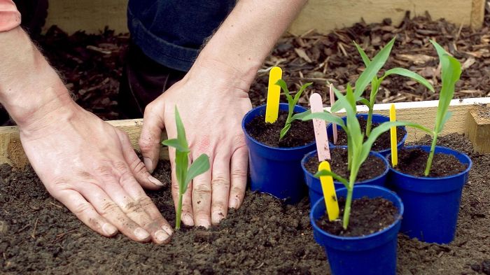 How often should you water a corn plant