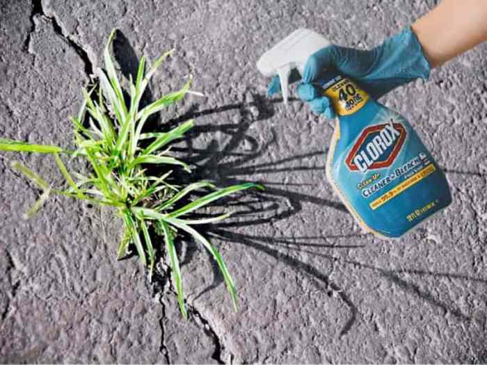 Will bleach water kill plants