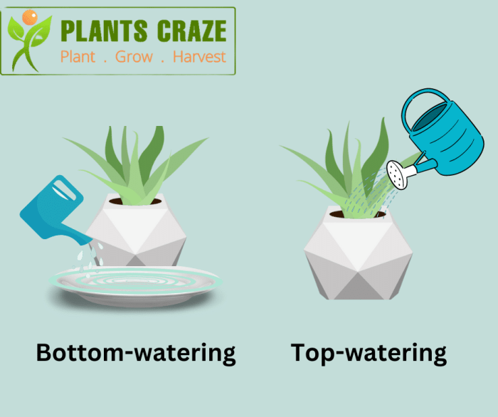 How often to bottom water plants