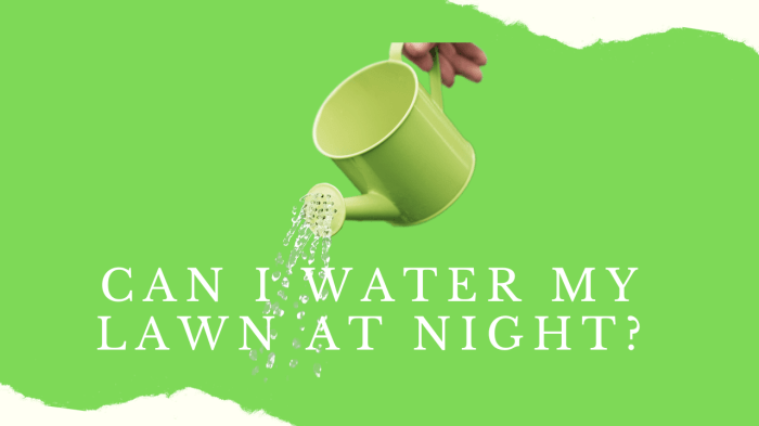 Should i water my plants at night