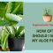 How Often Should You Water an Aloe Plant?