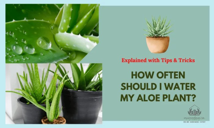 How often should you water a aloe plant